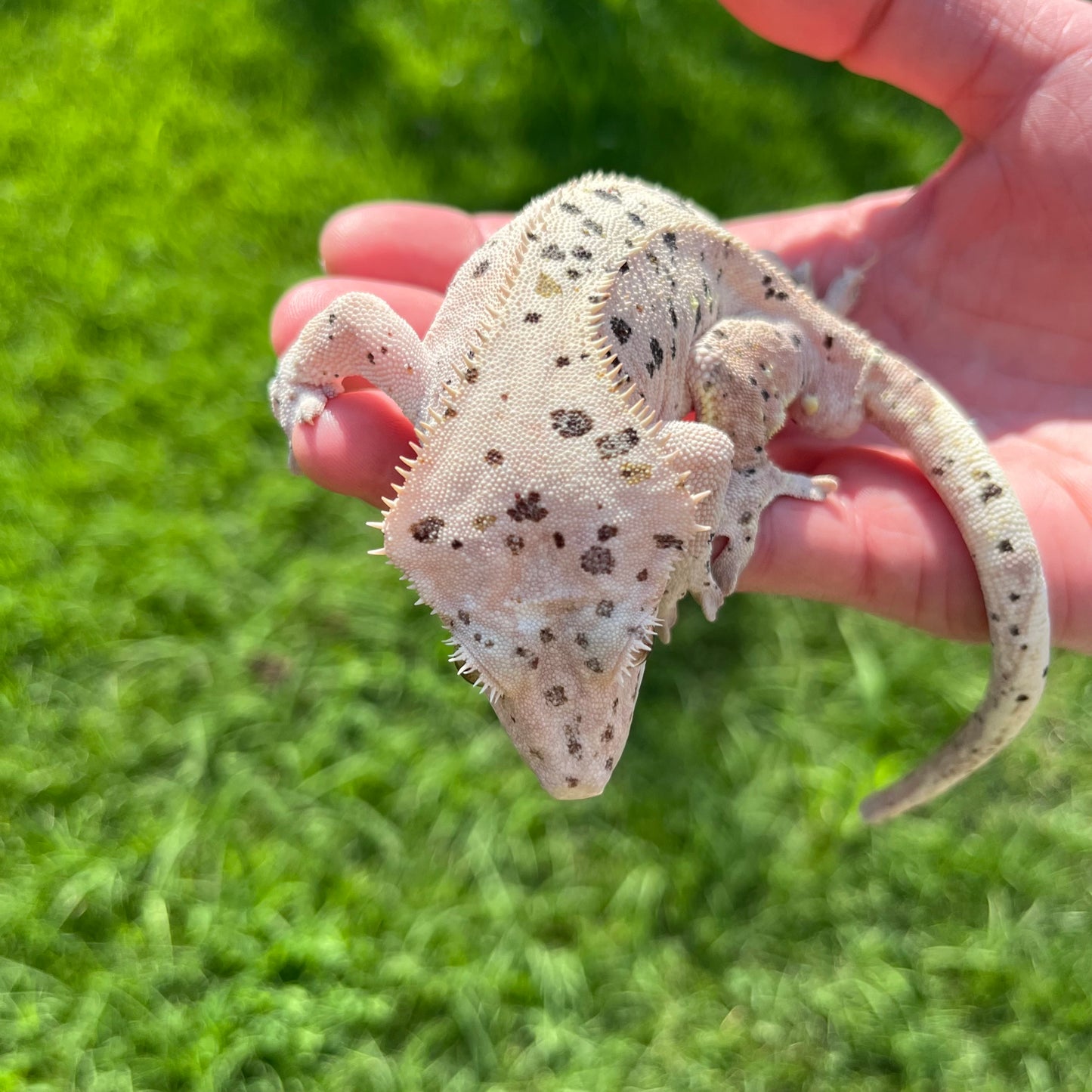 ♂ Super Dalmatian
