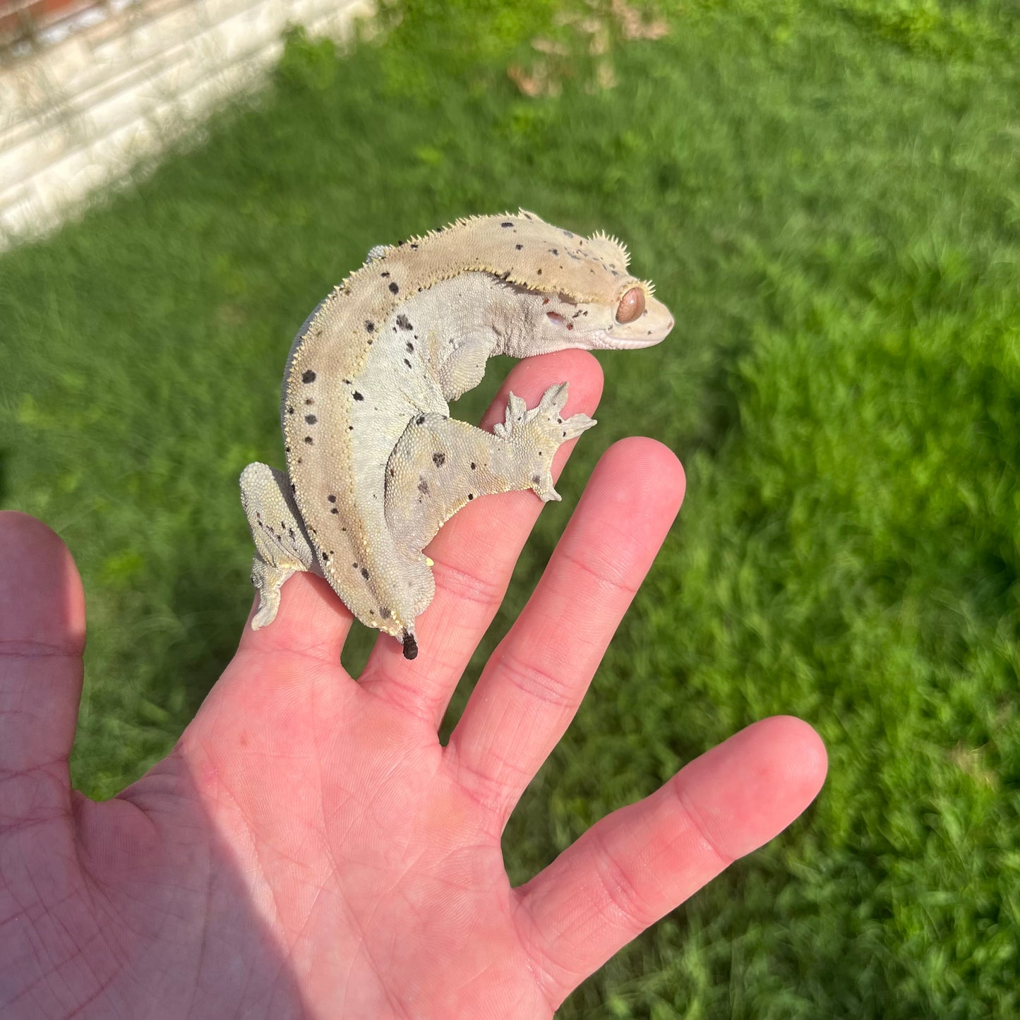 ♂ Dalmatian