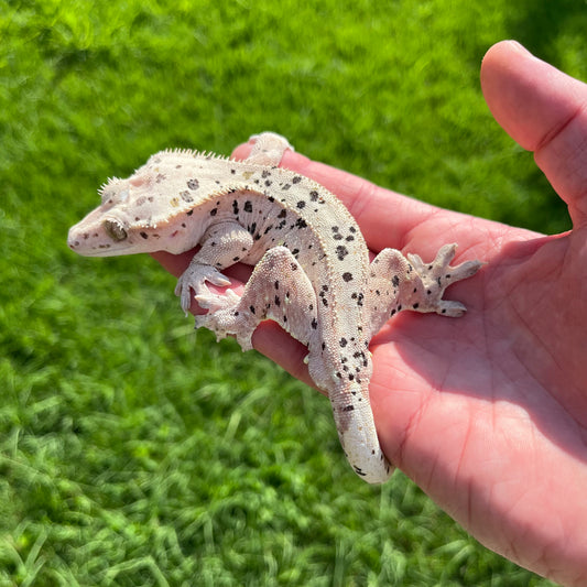 ♂ Super Dalmatian