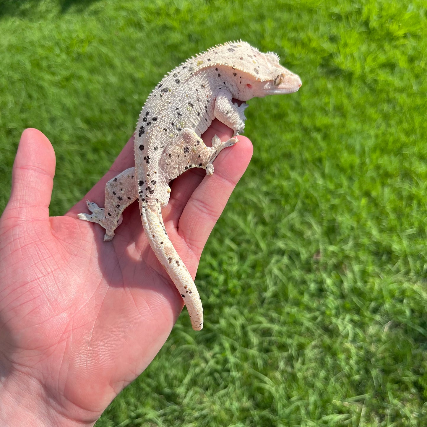 ♂ Super Dalmatian