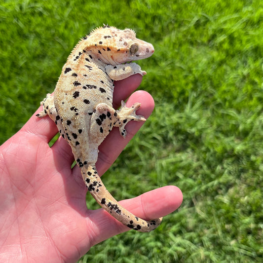 ♀ Yellow Super Dalmatian