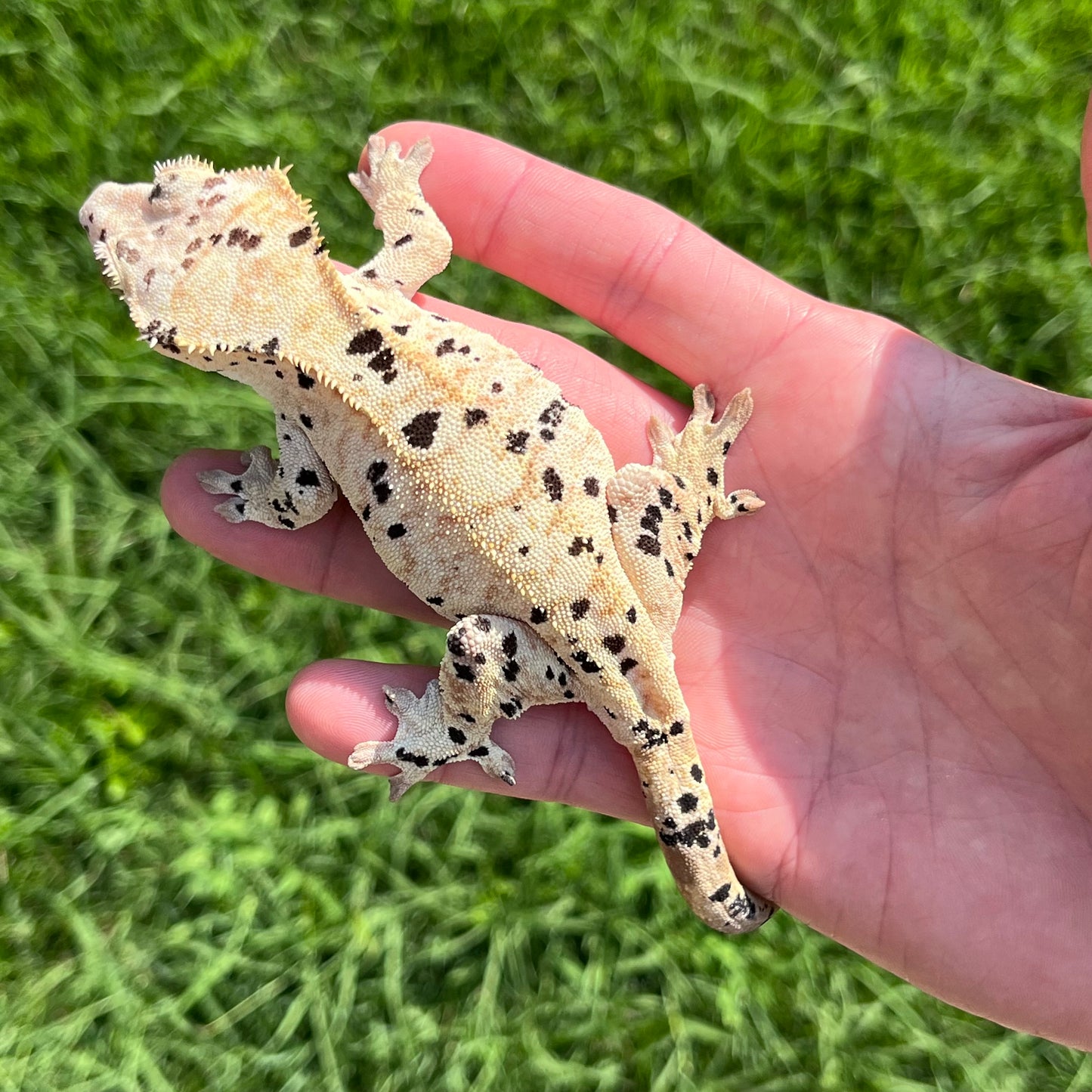 ♀ Yellow Super Dalmatian