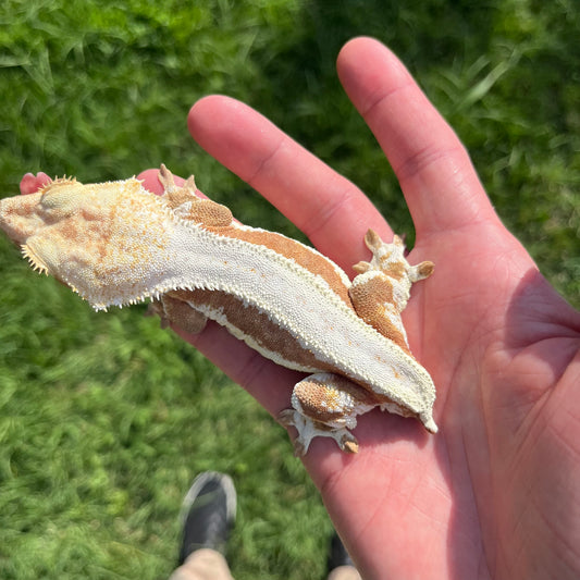 ♀ Red Lilly White