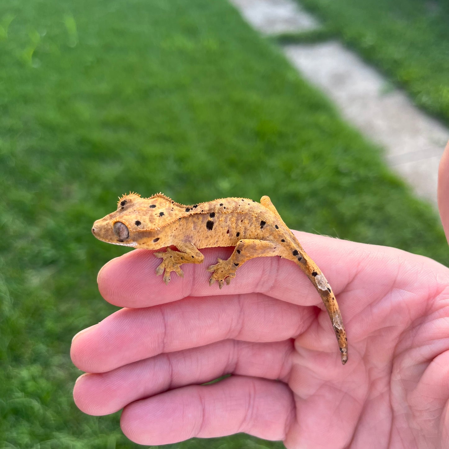 Yellow Super Dalmatian