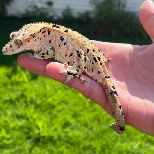♀ Yellow Super Dalmatian