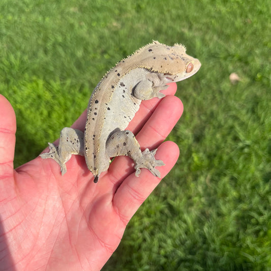 ♂ Dalmatian