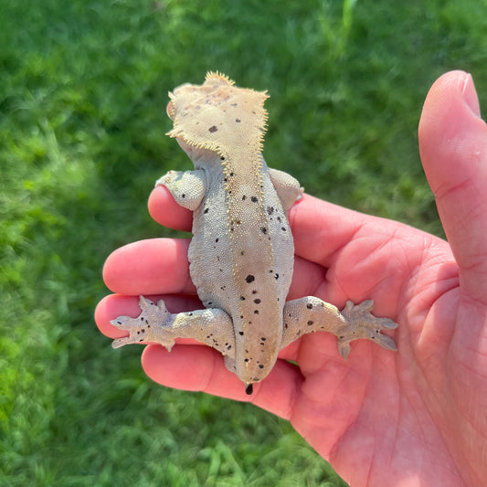 ♂ Dalmatian