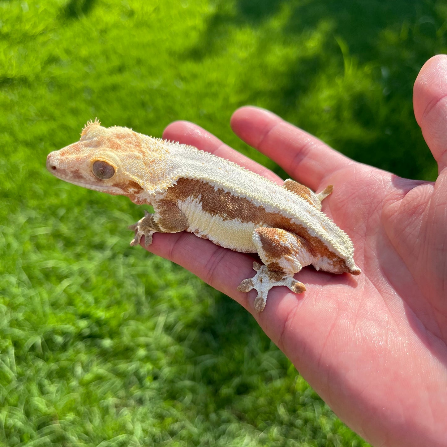♀ Red Lilly White