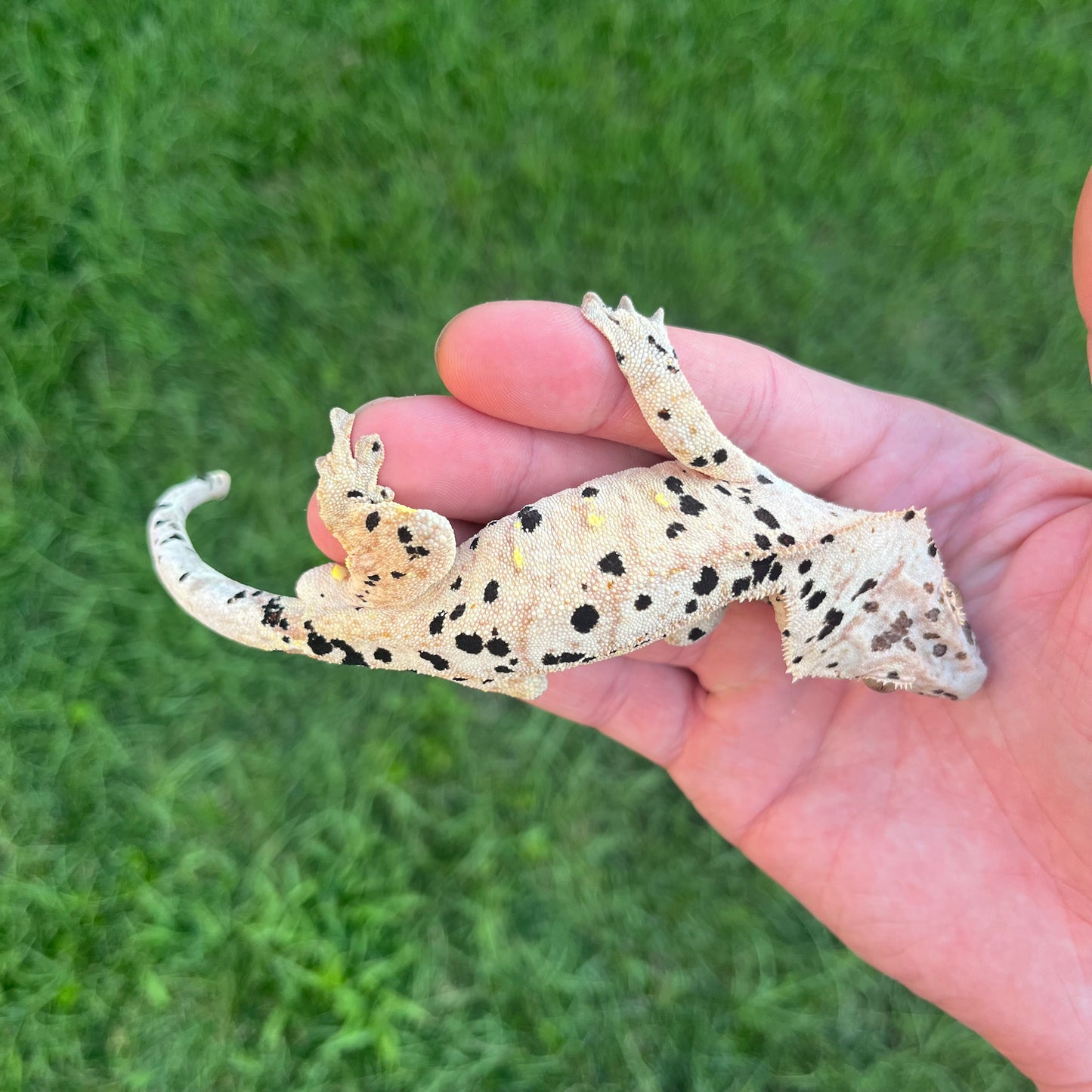 ♂ Super Dalmatian