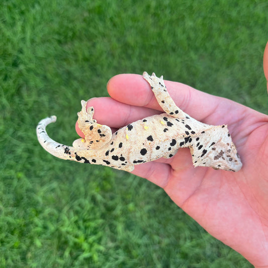 ♂ Super Dalmatian