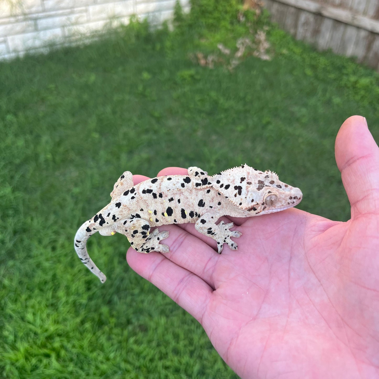 ♂ Super Dalmatian