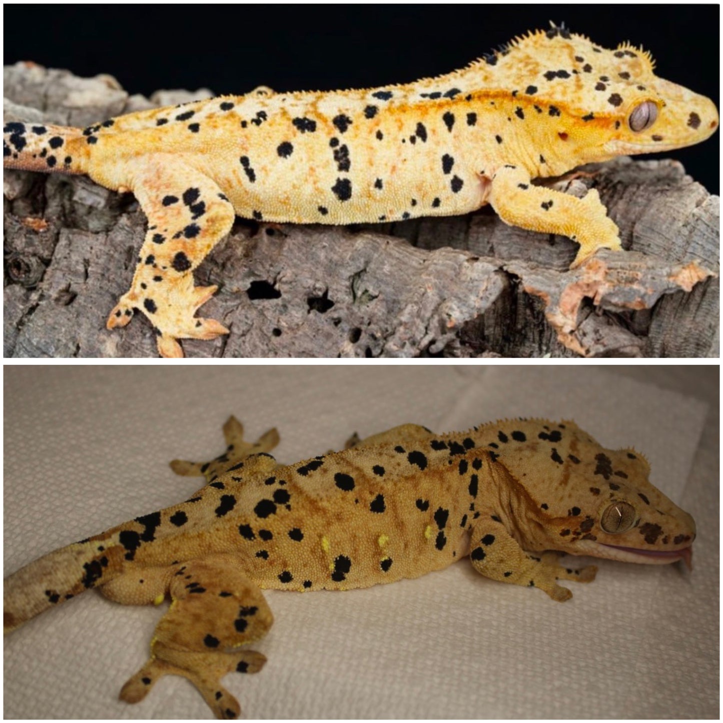 Yellow Super Dalmatian