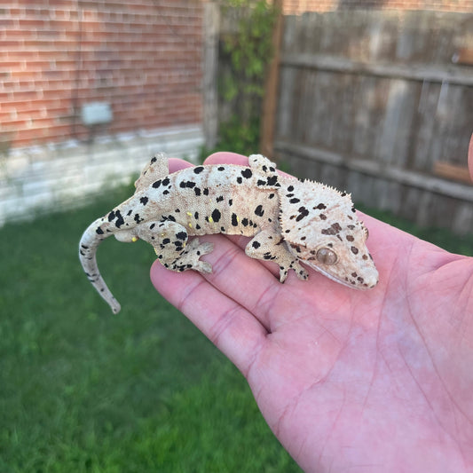 ♂ Super Dalmatian